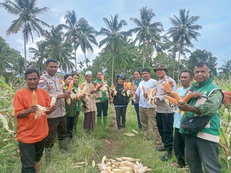 Sinergi Polri dan Petani, Panen Perdana 10,4 Ton Jagung di Rindiwawo Buktikan Keberhasilan Program Kapolda NTT