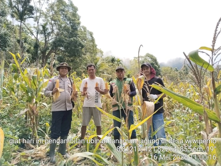 Polsek Wolowaru Polres Ende Polda NTT Panen Raya Jagung di Lahan Binaan Desa Wiwipemo